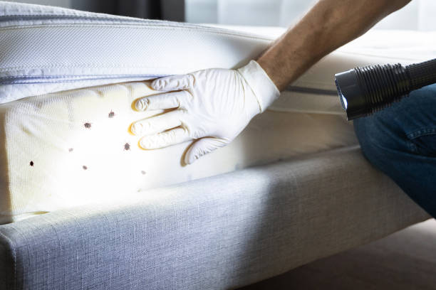 Best Emergency Pest Control  in Oak Hills Pce, LA