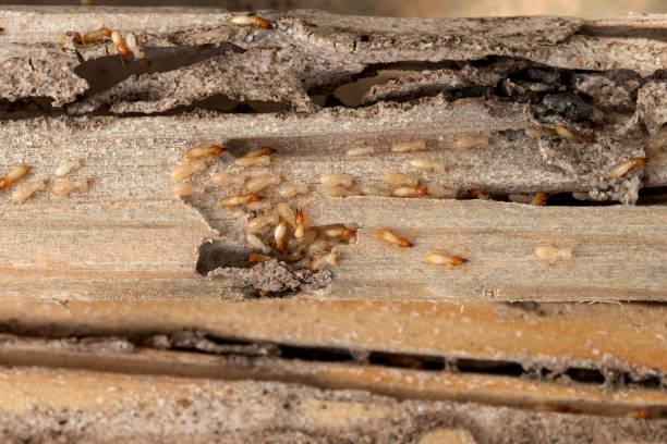 Wildlife Control Services in Oak Hills Place, LA